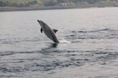 05-Indo-Pacific bottlenose dolphins